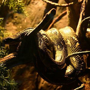 Madagascar! - Small Wonders, Big Threads - Madagascar Tree Boa (Sanzinia madagascariensis)
