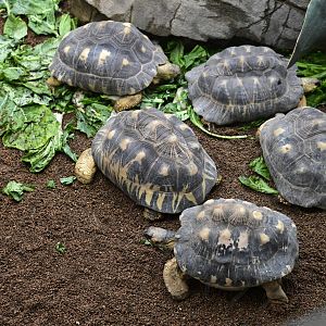 Madagascar! - Spiny Forest - Radiated Tortoises (Astrochelys radiata)