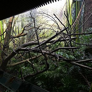 Madagascar! - Masoala - Red Ruffed Lemur (Varecia rubra) Exhibit