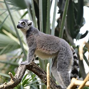 Madagascar! - Spiny Forest - Ring-tailed Lemur (Lemur catta)