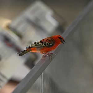 Madagascar! - Spiny Forest - Red Fody (Foudia madagascariensis)