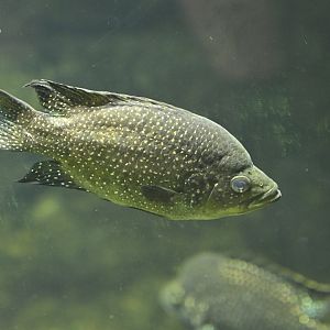 Madagascar! - Masola - Marakely Cichlid (Paratilapia polleni)