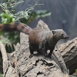 Madagascar! - Spiny Forest - Ring-tailed Vontsira (Galidia elegans)