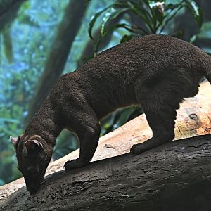 Madagascar! - Masoala - Fossa (Cryptoprocta ferox)