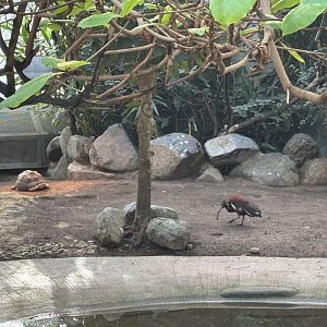 Radiated tortoise and Madagascar crested ibis