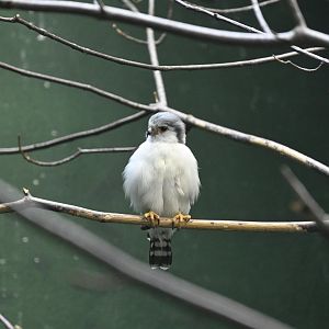 Aquatic Bird House - Pygmy Falcon (Polihierax semitorquatus)