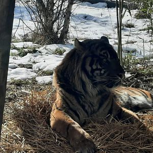 Sumatran Tiger - Eko