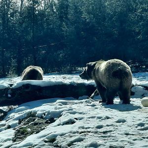 Grizzly Bears