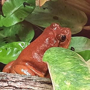 Tomato Frog