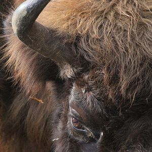 European Bison close up- 25th January 2025