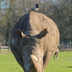 Southern White Rhino- 25th January 2025