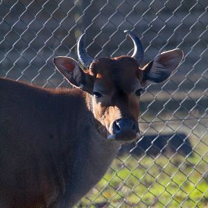 Female Javan Banteng- 25th January 2025