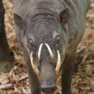Male Sulawesi Babirusa- 25th January 2025