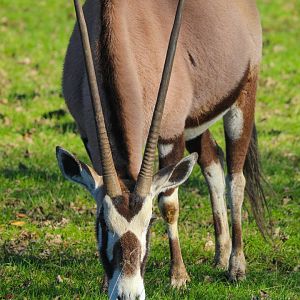 Gemsbok- 25th January 2025