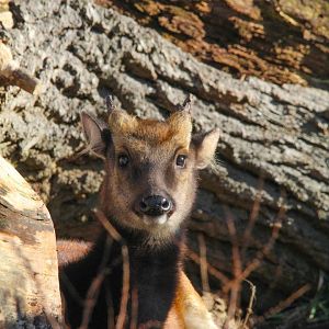 Male Philippine Spotted Deer- 25th January 2025