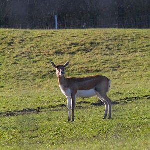 Female Blackbuck- 25th January 2025