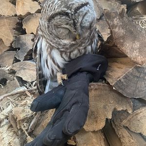 Rescued Barred Owl