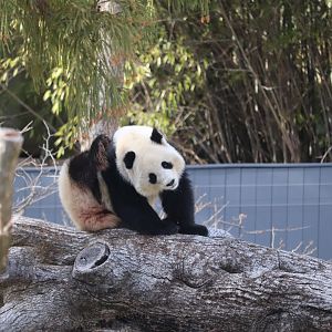 Asia Trail - Giant Panda "Qing Bao"