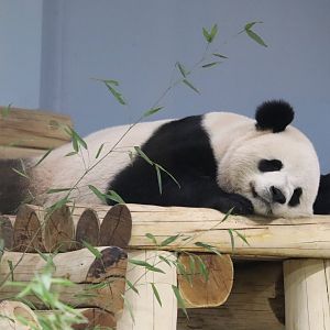 Asia Trail - Giant Panda "Bao Li"