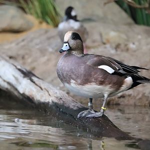 Bird House - American Wigeon