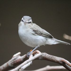 Bird House - Red-Eyed Vireo
