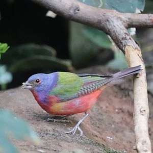 Bird House - Painted Bunting