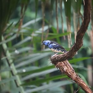 Bird House - Turquoise Tanager