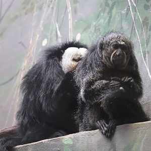 Small Mammal House - White-Faced Saki
