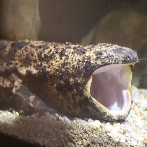 Reptile Discovery Center - Japanese Giant Salamander