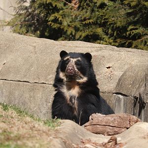 Smithsonian's National Zoo - Andean Bear "Suraya"