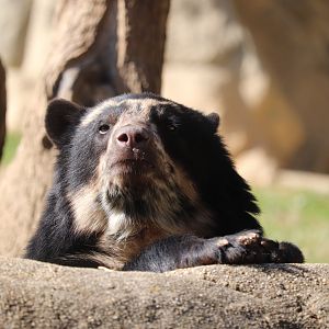 Smithsonian's National Zoo - Andean Bear "Suraya"