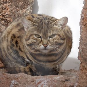 Black-Footed Cat(Felis nigripes)