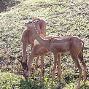 Gerenuk(Litocranius walleri)
