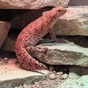 Eastern Pilbara Spiny-Tailed Skink(Egernia epsisolus)