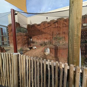 Outdoor Black-Footed Cat enclosure