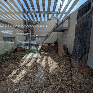 Indoor Black-Footed Cat Enclosure