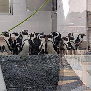 African Penguins indoors