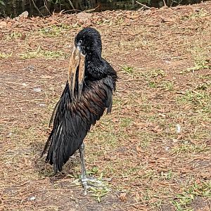 African Open-Billed Stork(Anastomus lamelligerus)