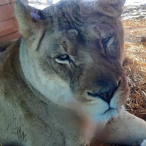 African Lioness Close Up