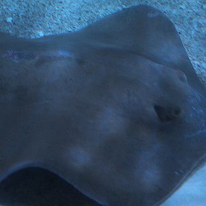 Red stingray (Hemitrygon akajei)