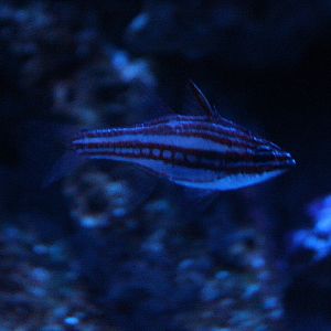 Red-striped cardinalfish (Ostorhinchus margaritophorus)
