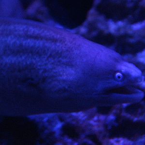 Greyface moray (Gymnothorax thyrsoideus)