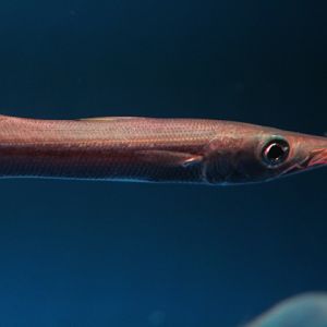 Obtuse barracuda (Sphyraena obtusata)
