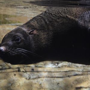 South American fur seal (Arctocephalus australis gracilis)