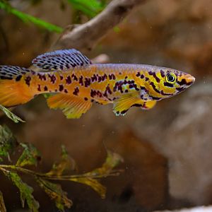 Kribi killi (Fundulopanchax fallax)