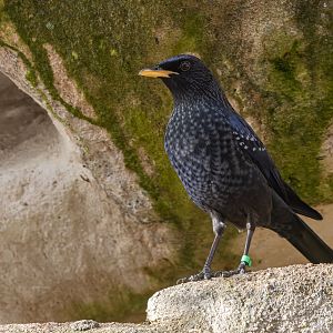 Blue whistling thrush Myophonus caeruleus)