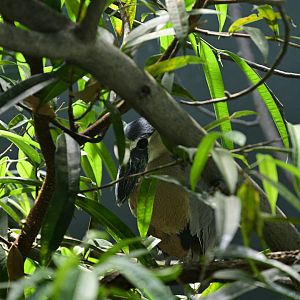 Aquatic Bird House - Boat-billed Heron (Cochlearius cochlearius)