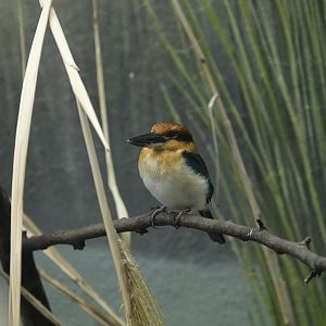 Aquatic Bird House - Guam Kingfisher (Todiramphus cinnamominus)