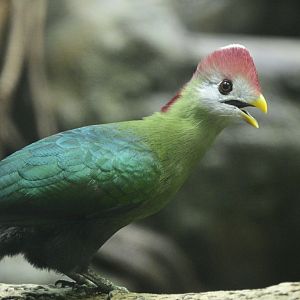 Aquatic Bird House - Red-crested Turaco (Tauraco erythrolophus)