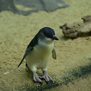 Aquatic Bird House - Little Penguin (Eudyptula minor)